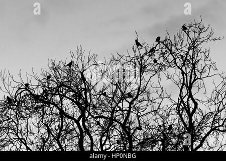 Rooks (Corvus frugilegus) sono ' appollaiati in albero in serata. Stormo di uccelli nella famiglia di corvo (Corvidae) arroccato nella tettoia di albero a foglie decidue, in bianco e nero Foto Stock