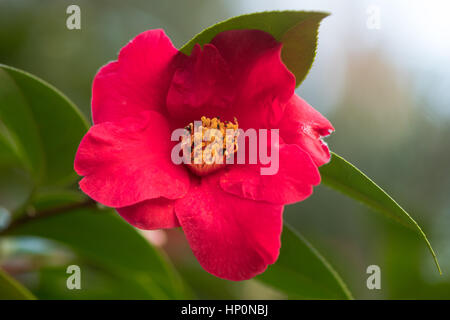 Camellia japonica rosa scuro fiore con ciuffo di stami gialli unico fiore con petali regolari, con display di spicco degli stami e pistilli Foto Stock