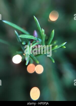 Albero di Natale Close-Up Foto Stock