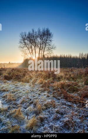 Sunrise over managed brughiera nel Galles del Sud. Foto Stock