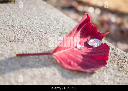 Poinsettia petalo con riflessioni in goccioline di acqua paesaggio Foto Stock