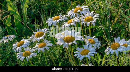 I fiori di camomilla (Matricaria chamomilla, matricaria recutita) in un campo nei pressi di Perm, Ural, Russia Foto Stock