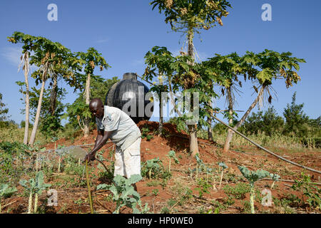 Il Kenya, il Monte Kenia orientale, regione sud Ngariama , agricoltore irriga nuovo piantato piante vegetali, dietro la plastica del serbatoio di acqua per irrigazione Foto Stock