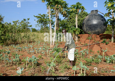 Il Kenya, il Monte Kenia orientale, regione sud Ngariama , agricoltore irriga nuovo piantato piante vegetali, dietro la plastica del serbatoio di acqua per irrigazione Foto Stock