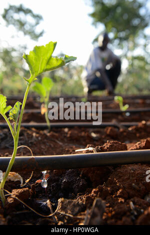 Il Kenya, il Monte Kenia orientale, regione sud Ngariama , progetto stagni di acqua e di irrigazione a goccia durante periodi di siccità Foto Stock