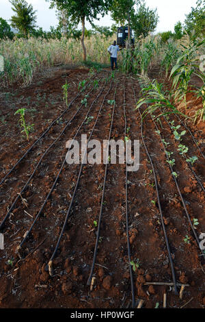 Il Kenya, il Monte Kenia orientale, regione sud Ngariama , progetto stagni di acqua e di irrigazione a goccia durante periodi di siccità Foto Stock