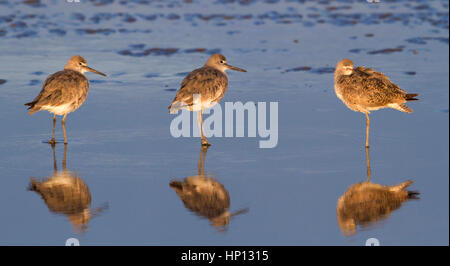 Gruppo di willets (Tringa semipalmata) riflettendo in oceano durante il tramonto, Galveston, Texas, Stati Uniti d'America Foto Stock