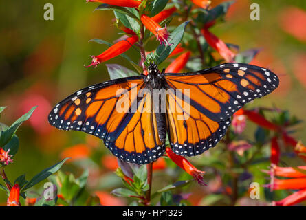 Farfalla monarca con diffusione ali con fiori di colore rosso Foto Stock