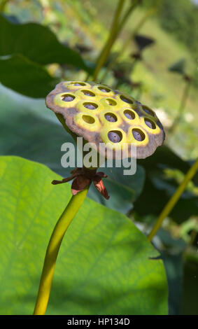 Giallo Lotus (Nelumbo lutea) sementi pod close up Foto Stock