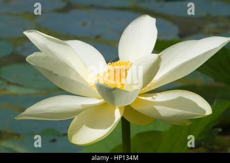 Il giallo fiore di loto close up Foto Stock