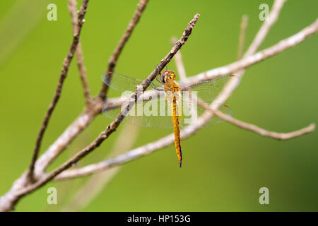 Skimmer globale si appollaia su tree (Pantala flavescens) Foto Stock