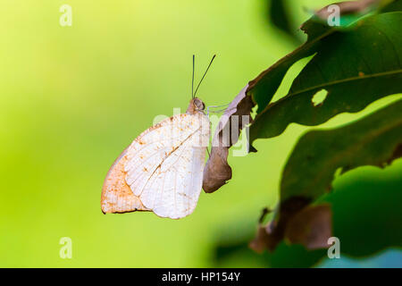 Grande punta arancione (Hebomoia glaucippe) appollaiate su foglie Foto Stock