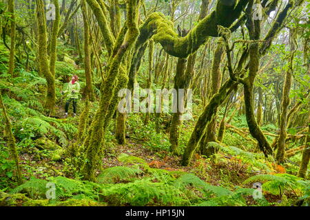 Turista nella foresta laurel, Parco Nazionale di Garajonay, La Gomera, isole Canarie, Spagna Foto Stock
