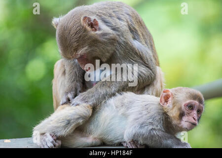 Scimmia macaco madre con bambino Foto Stock