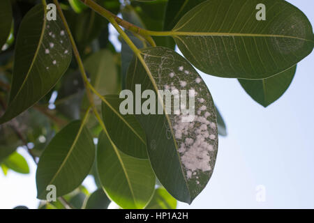 Mealybug su foglie di figg. Impianto di afide di infestazione di insetti Ficus elastica Foto Stock