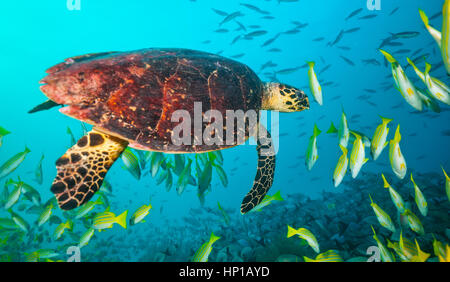 Hawkbill maldiviano turtle fluttuante nel gregge di pesce giallo. La vita subacquea e ocean ecosystem Foto Stock