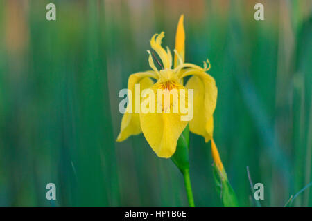 Fiori per la profumeria Iris pseudacorus,cosmetologia, profumi, estratti naturali, oli essenziali, concetto verde Foto Stock