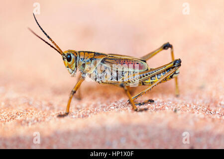 Fauna selvatica: Desert locust (Schistocerca gregaria). Lo Zoo di Londra. Foto Stock
