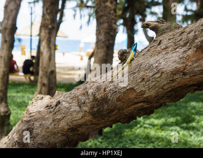 Blu-crested lizard su un albero che guarda lontano. Foto Stock