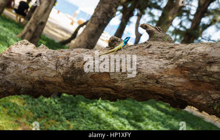 Blu-crested lizard su un albero che guarda lontano. Foto Stock