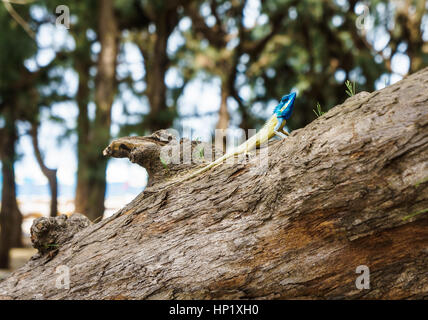 Blu-crested lizard su un albero che guarda lontano. Foto Stock