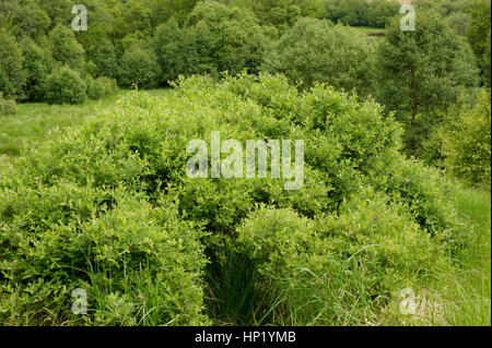 Eared Willow, Salix aurita Foto Stock