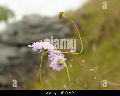 Piccolo Scabious, Scabiosa colombari con un extra di infiorescenza annessa Foto Stock