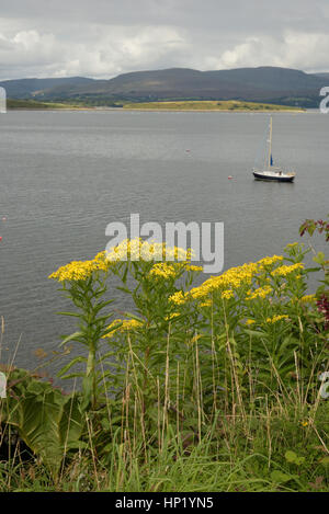 Broad-leaved Ragwort, Senecio sarracenicus (or S. fluviatilis) at Bantry House with Bantry Bay in the background Foto Stock