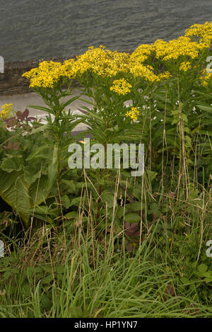 Broad-leaved Ragwort, Senecio sarracenicus (or S. fluviatilis) at Bantry House Foto Stock
