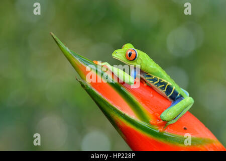 Red-eyed Raganella in Costa Rica rain forest Foto Stock