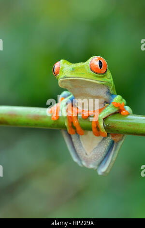 Red-eyed Raganella in Costa Rica rain forest Foto Stock