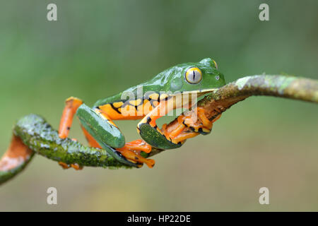 Una rara splendida rana foglia in Costa Rica lowland rain forest Foto Stock