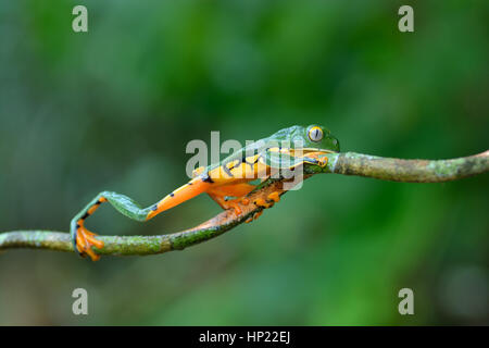 Una rara splendida rana foglia in Costa Rica lowland rain forest Foto Stock