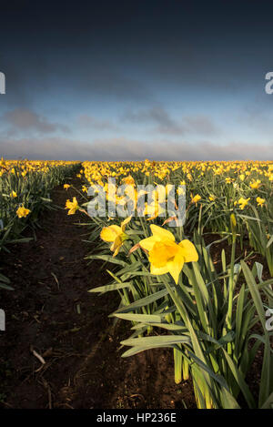 Cornovaglia narcisi - Primavera narcisi in un campo in Cornovaglia. Foto Stock
