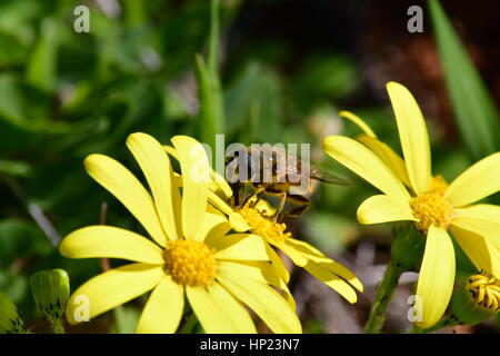 Nafplio, Grecia, 17 febbraio 2017.Un'ape raccoglie il polline dal fiore a Nafplio. Foto Stock
