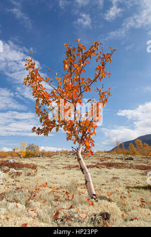 Bianco europeo / betulla betulla pelosa / moor birch (Betula pubescens / betula alba) sulla tundra in autunno, Rondane National Park, Dovre, Norvegia Foto Stock