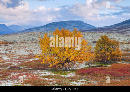 Unione betulle bianche / betulla pelosa / moor birch (Betula pubescens / betula alba) sulla tundra in autunno, Rondane National Park, Dovre, Norvegia Foto Stock