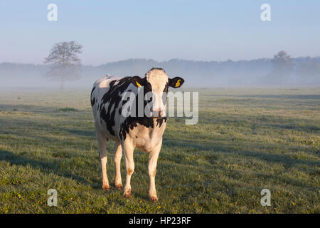 Holstein mucche frisone in campo, razza di bovini da latte proveniente dalle province olandesi di North Holland e Frisia Foto Stock