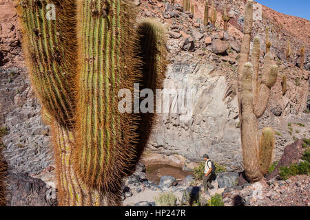 Trekking nel fiume Puritama, Guantin Valle o burrone , vicino a San Pedro de Atacama deserto di Atacama. Region de Antofagasta. Cile Foto Stock