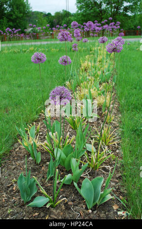 Allium stipitatum 'Violetta bellezza' Fiore. Elegante, gambi sottili sono sormontate da un po' con fondo piatto, cupola a forma di grappoli di fiori viola. Foto Stock