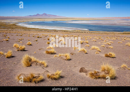 Salar de Tara, saline, Altiplano, Puna, deserto Atacama. Regione di Antofagasta. Cile Foto Stock