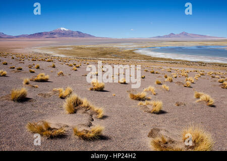 Salar de Tara, saline, Altiplano, Puna, deserto Atacama. Regione di Antofagasta. Cile Foto Stock