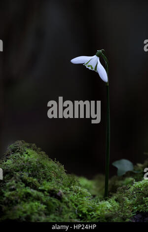 Snowdrops (Galanthus) in piena fioritura durante il tardo inverno, primavera, crescendo nel bosco. Foto Stock