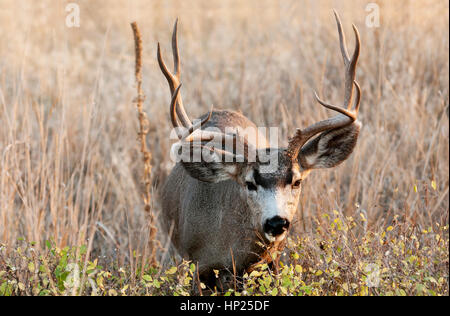 Mule Deer, National Bison Range, Montana Foto Stock