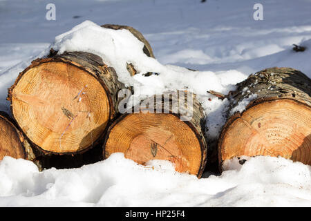 Pila di legno abbattuto tronchi della neve in inverno forest Foto Stock