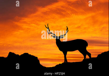 Mule Deer, parco nazionale di Capitol Reef Foto Stock