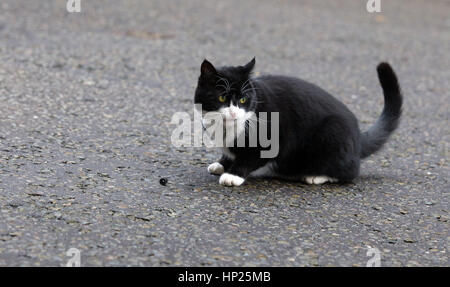 Foreign & Commonwealth Office Cat e Chief Mouser Palmerston visto in Downing Street Foto Stock