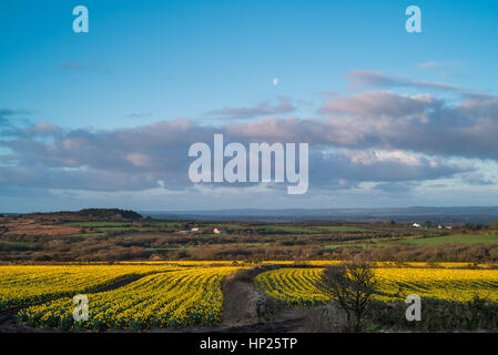 Daffodil campi in Cornovaglia Foto Stock