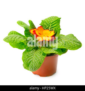 Primula gialla in vaso di fiori isolati su sfondo bianco Foto Stock