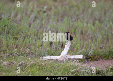 Austral negrito (Lessonia rufa) uccello maschio arroccato su croce di legno in palude salina Foto Stock